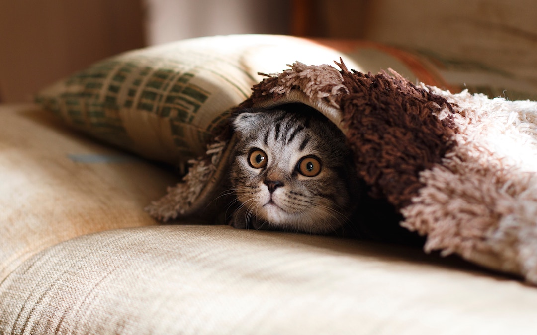 Is it safe to come out yet? Photo by Mikhail Vasilyev on Unsplash.